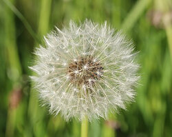 Common_Dandelion_-_Taraxacum_officinale_-_panoramio